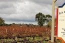 Balnaves Of Coonawarra